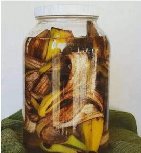 香蕉皮泡水几天能浇花？注意事项是什么？