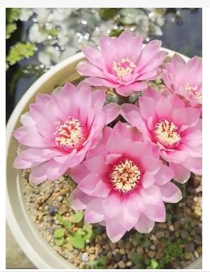 仙人球什么时候开花