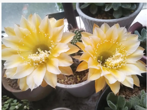 仙人球开花吗