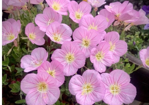 月见花的花语和寓意是什么