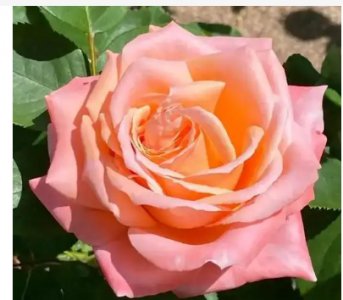 月季花的外观与特征 月季花长什么样？有哪些特点？