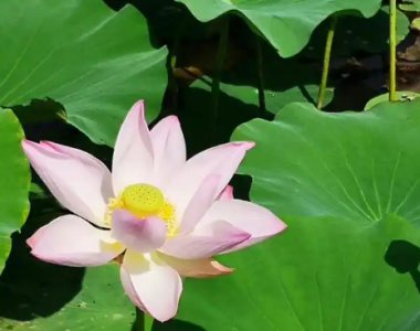 荷花盛开在哪个季节？怎么去描写？