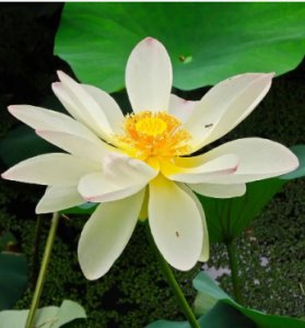 荷花的主要特点是什么？怎么描写？