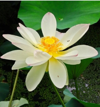 荷花的主要特点是什么
