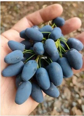 桂花果摘下后食用处理步骤有哪些