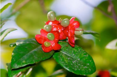 富贵子一年开几次花？花期是多久？