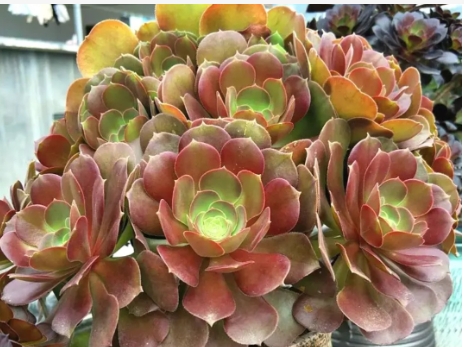 法师多肉的寓意有哪些