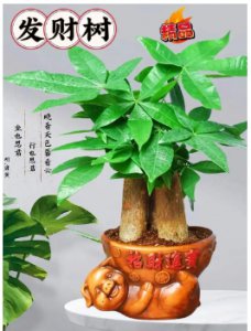 发财树结果了三个寓意是什么？象征有哪些？