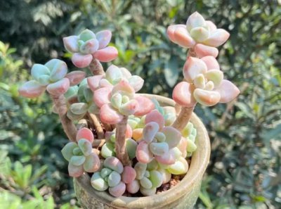 多肉喜欢阳光还是阴凉的地方？没阳光能养吗？