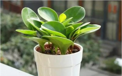 碧玉花的不吉利寓意与花语解析 碧玉花为啥不吉利？花语是什么？