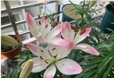百合开完花后怎么处理？不挖第二年还会开花吗？
