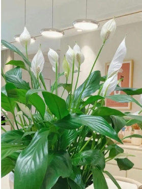 白掌多久浇一次水比较好