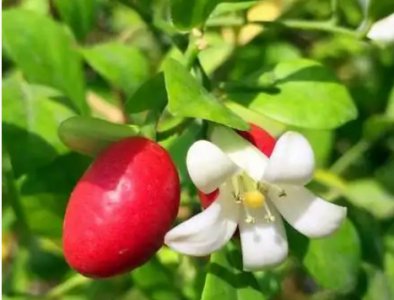 九里香果实能吃吗？怎么吃？ 九里香果实可食用吗？吃法介绍