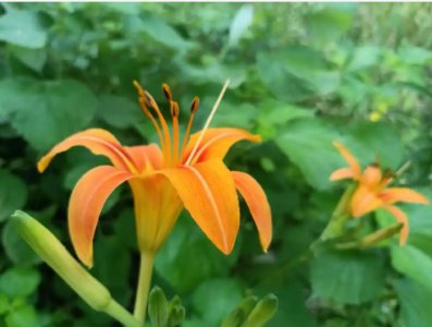 黄花菜什么时候开花？花期是多长？