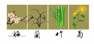 花中君子有哪四种颜色的花？代表什么精神？
