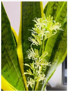 虎皮兰开花的寓意和象征风水是什么？开花了暗示什么？