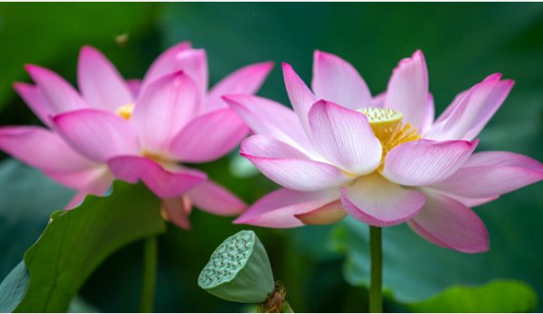 荷花是什么季节开放的
