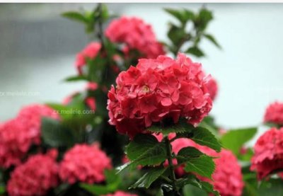 琼花的花语及其象征的性格特征 琼花花语有哪些？形容什么人？