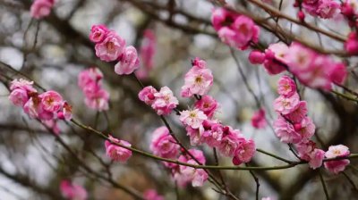 梅花的品格是什么？与哪些人有关？