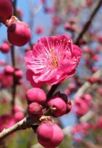 梅花别称有哪些？ 梅花的其他名称是什么？