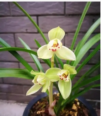 兰花能晒太阳吗