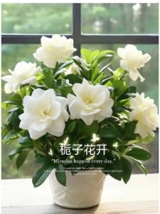 桅子花的花语是什么？代表哪些含义？