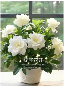 桅子花的花语是什么