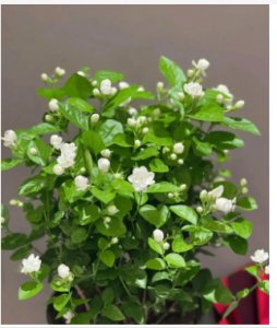 茉莉一年开几次花？分别是在什么时候？