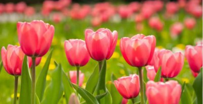 种郁金香多久开花一次？花期是多长时间？