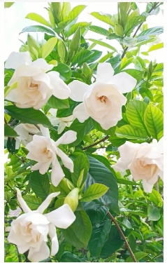 栀子花能晒太阳吗