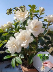 栀子花花期多长时间？一年可以开几次花？