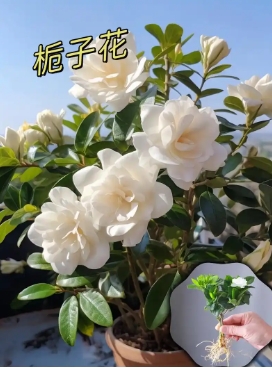 栀子花花期多长时间