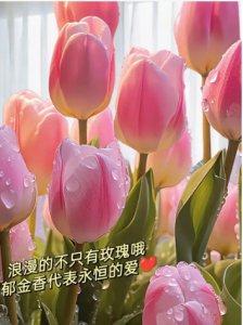 郁金香能开几次花？一年花期是多长时间？