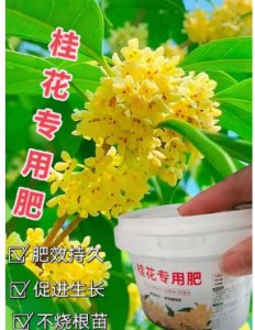 养花缓释肥和复合肥哪个好用一点？放多了会烧根吗？