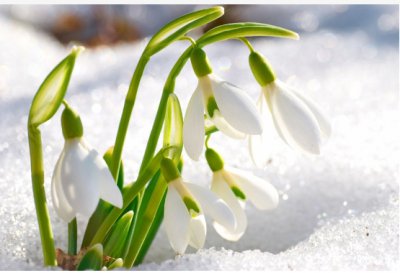 雪滴花的花语是什么意思？铃兰花和雪滴花的区别有哪些？