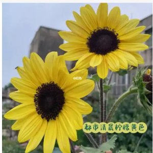 向日葵多久开花结果？一天之内几点开？
