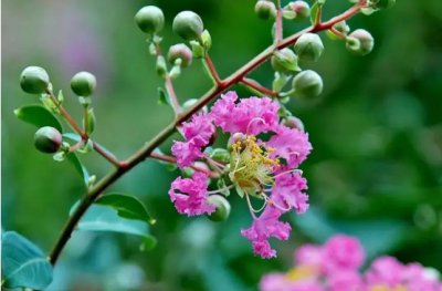 紫薇花几月开花？花期是多久时间？