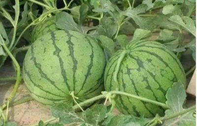 西瓜什么时候种比较合适？坐果后多少天成熟？