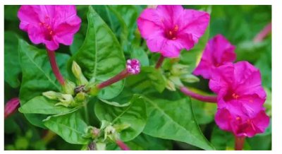 紫茉莉几点开花几点闭合？适合送给什么人？