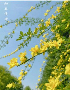 迎春花的精神品质是什么？象征哪些人？