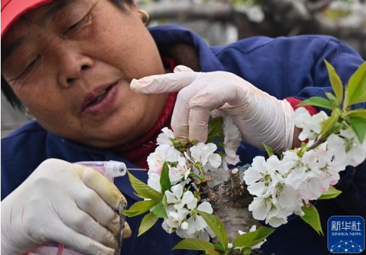 一棵樱桃树能授粉吗