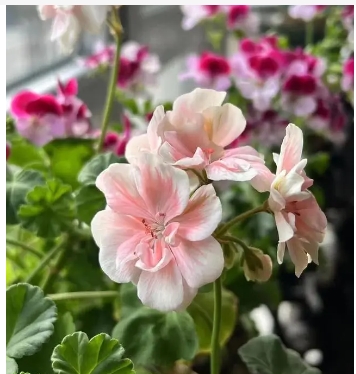 天竺葵不开花是什么原因造成的