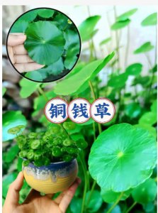 铜钱草开花寓意什么兆头？要剪掉吗？