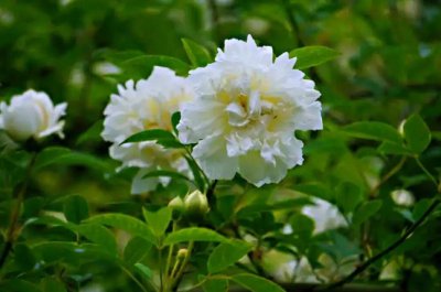 荼蘼花的花语与象征意义 荼蘼花花语是什么？象征有哪些？