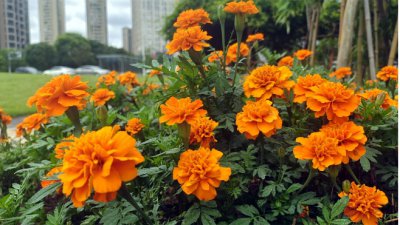 万寿菊的花期是何时？ 万寿菊什么时候开花？