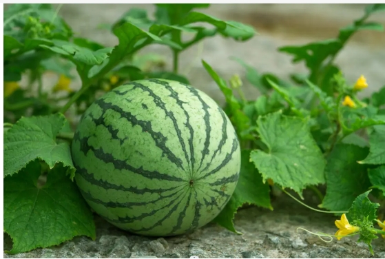西瓜定植后需几天浇缓苗水