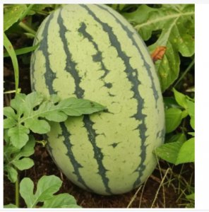 西瓜什么季节成熟？几月份的西瓜最好吃？