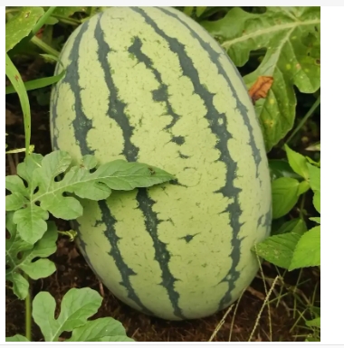 西瓜什么季节成熟