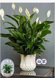 养白掌的十大忌讳是什么？是凶树还是吉树？