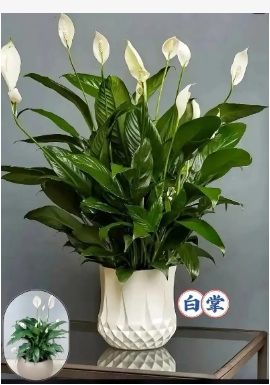 养白掌的十大忌讳是什么